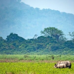 A beautiful habitat shot of Indian Rhinoceros (Rhinoceros unicorns) in its natural habitat in Kaziranga National Park, Assam, India.