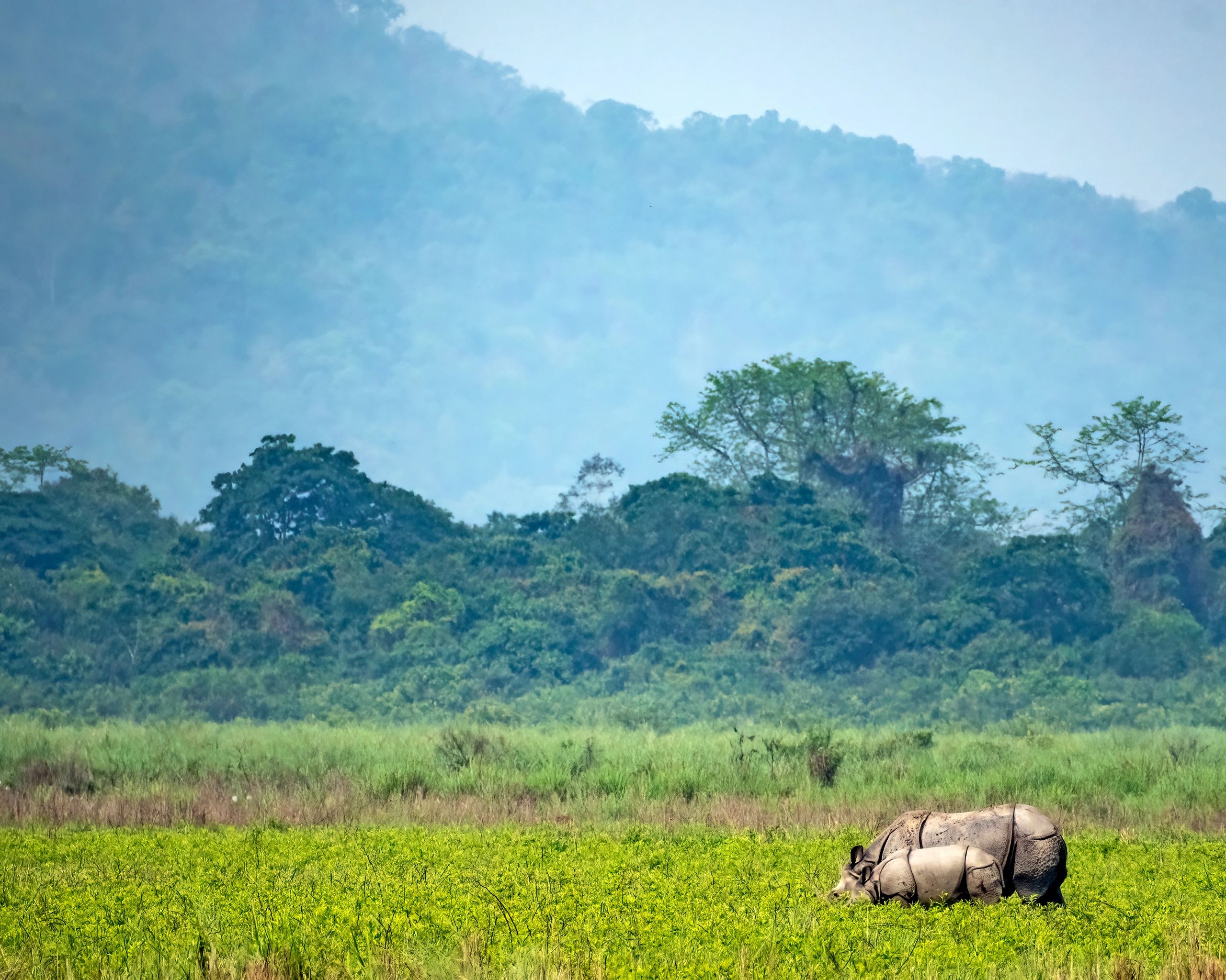 A beautiful habitat shot of Indian Rhinoceros (Rhinoceros unicorns) in its natural habitat in Kaziranga National Park, Assam, India.